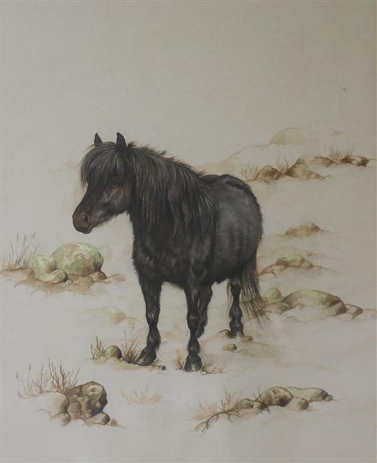 Andrew Alexander, watercolour, Shetland Pony, 25 x 20cm